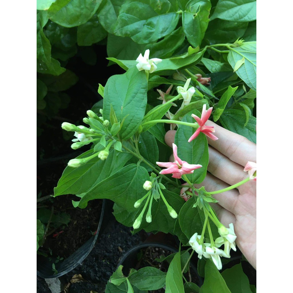 Dây sử quân tử, trang leo cho hoa thơm - Quisqualis indica L. - Trang Flower