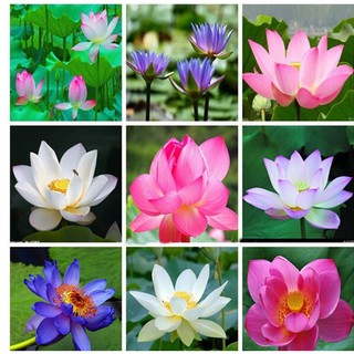 Hạt Giống Hoa Sen Mini Nhật - 8 Hạt (8 màu)