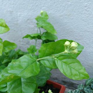 Cây lài ta cánh kép thơm