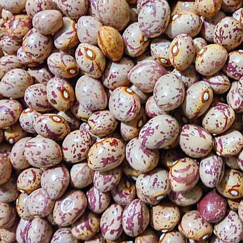 Đậu cúc Argentina (Pinto beans)