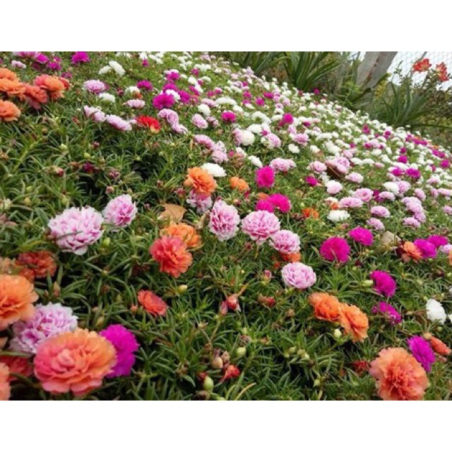 Hạt giống Hoa mười giờ Mix  💐