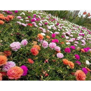 Hạt giống Hoa mười giờ Mix (Portulaca) 💐