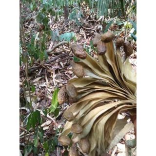 1 kg hạt ươi bay Lâm Đồng