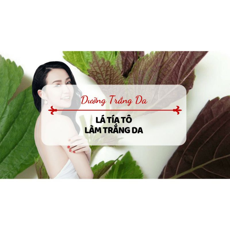 Bột Lá Tía Tô Nguyên Chất 100%