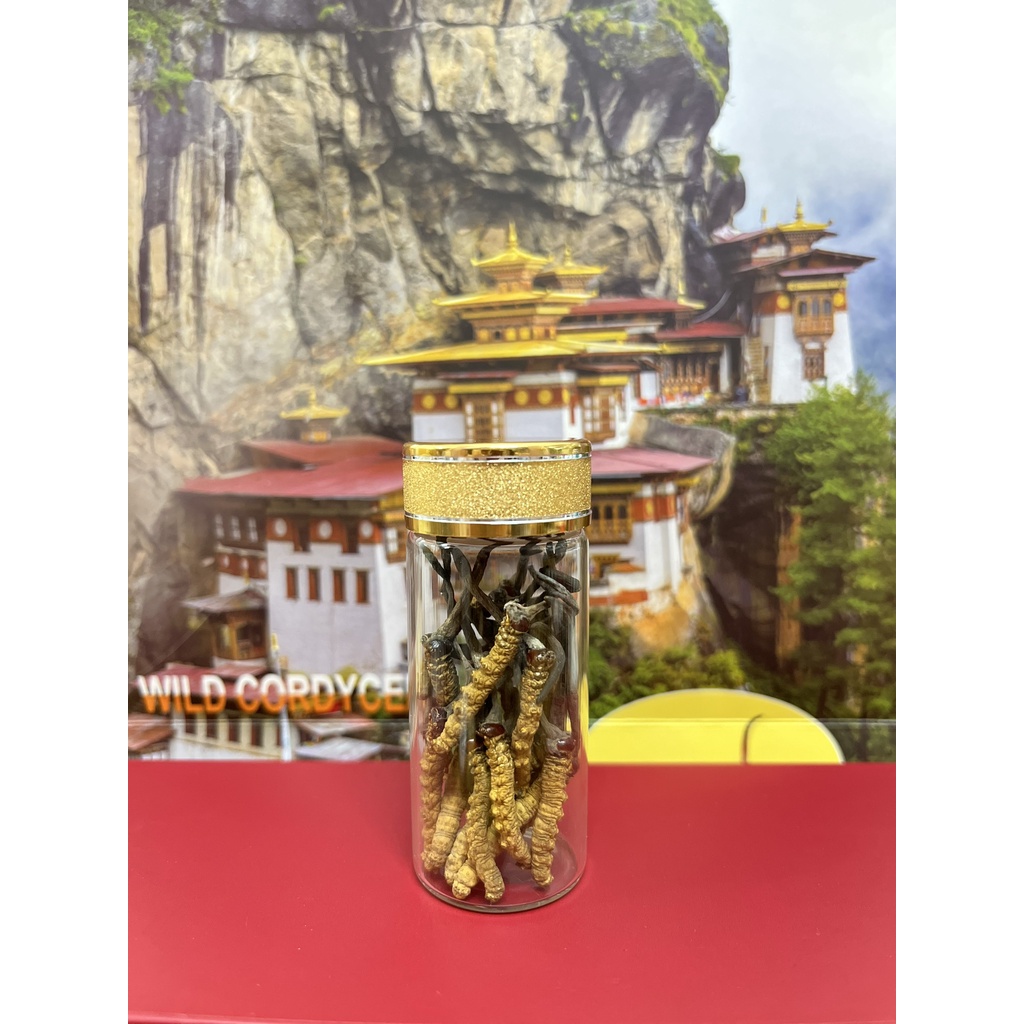Đông Trùng Hạ Thảo Bhutan Nguyên Con Size C - Set 1gram