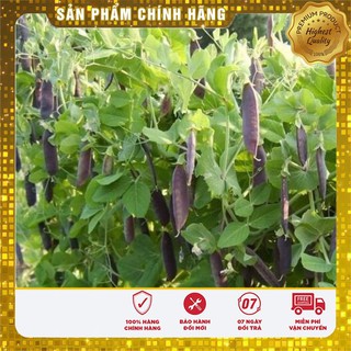 Bộ gói hạt giống Đậu Hà Lan