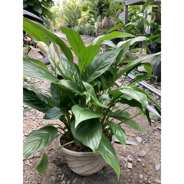 Lan ý thái siêu bông