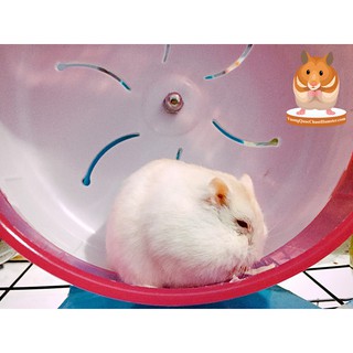 Cá sợi cho Hamster