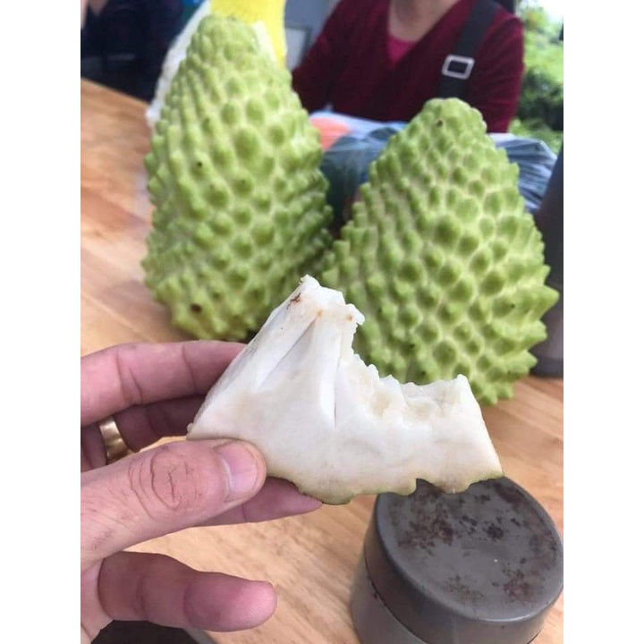 CÂY GIỐNG NA SẦU RIÊNG ( CÂY GHÉP MAU TRÁI)