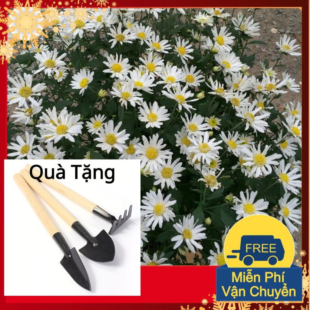 Hạt Giống Hoa Cúc Họa Mi Tặng Bộ Dụng Cụ Mini Trồng Cây Tặng Bộ Dụng Cụ Mini Trồng Cây