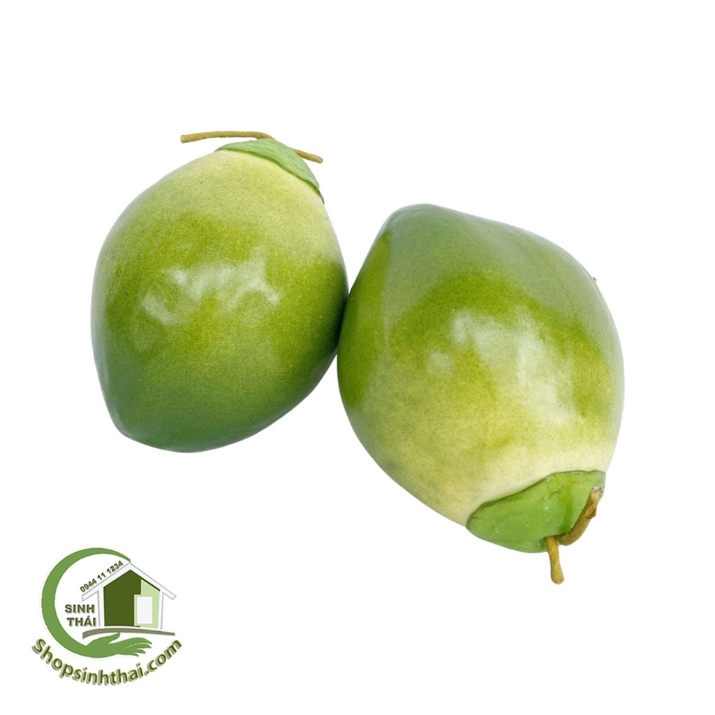 Trái dừa xiêm màu nâu và màu xanh - quả dừa giả cao cấp - Chọn loại