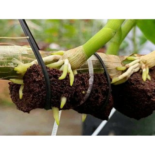 Mút hữu cơ ươm kie/ mút hữu cơ