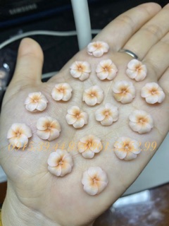 Hoa đậu ombre ( chọn đúng màu theo phân loại )