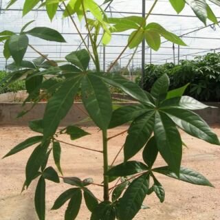 Cây mủ chôm cao 50cm.