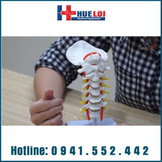Mô hình giải phẫu đốt sống cổ