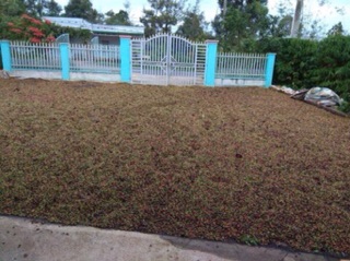 CÀPHE RANG XAY NGUYÊN CHẤT HẠT VÀ BỘT