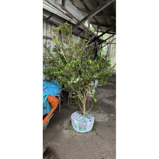 Nho Thân Gỗ Tứ Quý Đang Có Trái