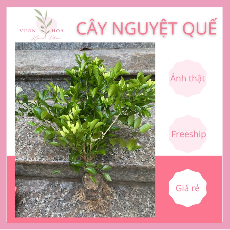 Cây nguyệt quế thơm cao 35cm sẵn nụ, sẵn hoa, nở quanh năm, ảnh thật, lỗi 1 đổi 1