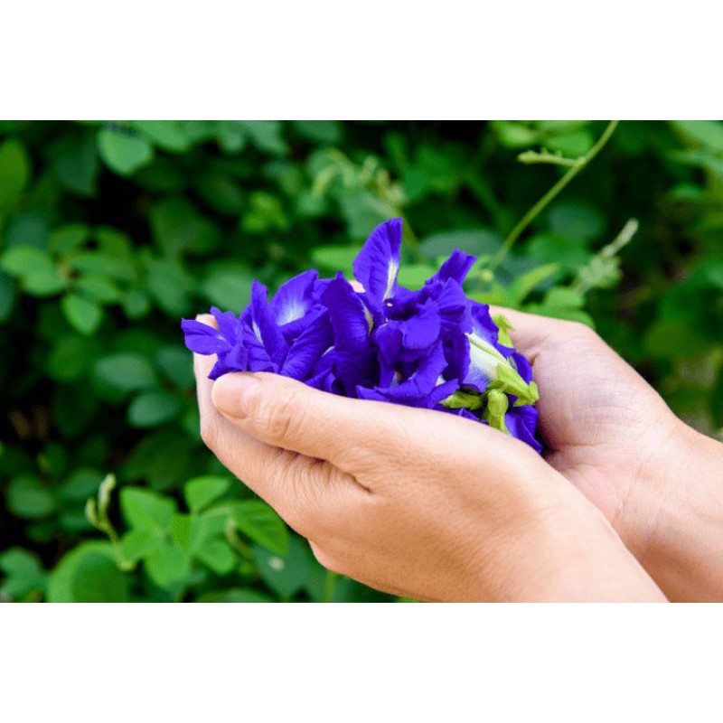 TRÀ HOA ĐẬU BIẾC SẤY KHÔ NHÀ BỘT