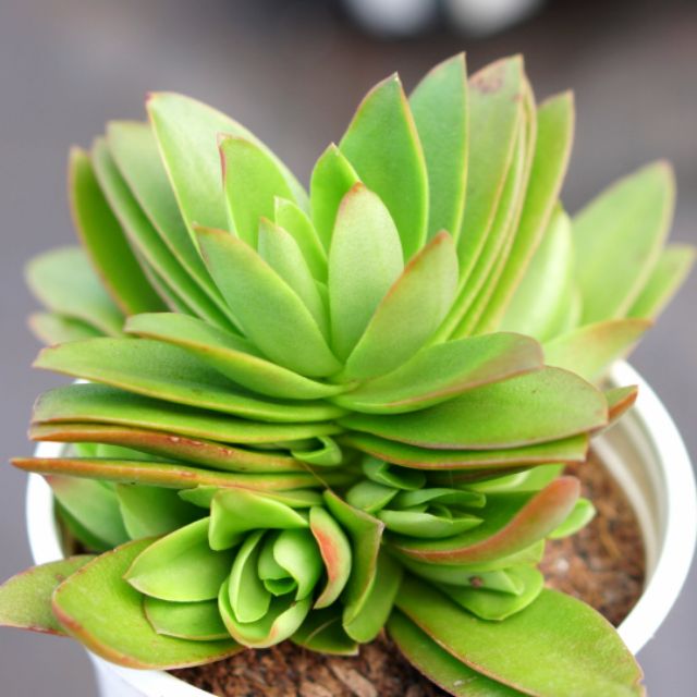 Sen đá tứ phương chậu 9cm (ngẫu nhiên)