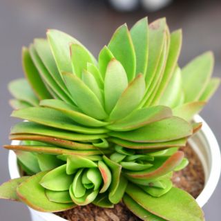 Sen đá tứ phương chậu 9cm