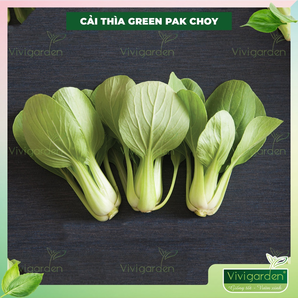 Combo 1gr  hạt giống cải thìa hữu cơ Green Pak Choy - USA Johnny Seed chịu nhiệt tốt, cây to khỏe, ăn cực ngon