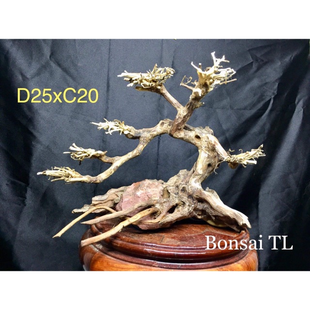 Bonsai cho bể cá thuỷ sinh D25xC20