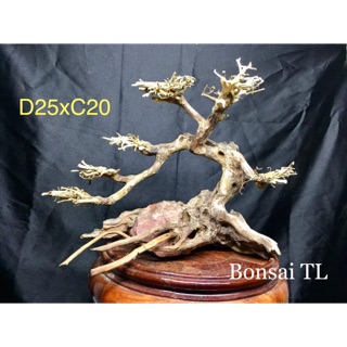 Bonsai cho bể cá thuỷ sinh D25xC20