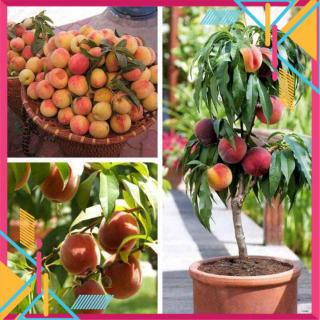 cây Đào tiên Nhật Bản  - Cây Giống Nhập Khẩu