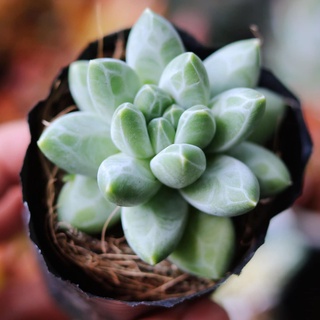 Sen đá kim cương, size 4-6cm