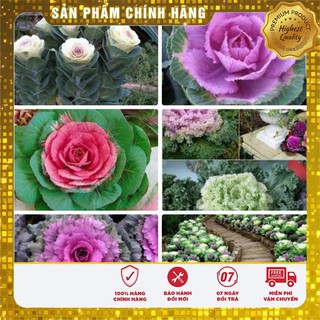 Hạt Giống Hoa Bắp Cải Cảnh - 20 hạt