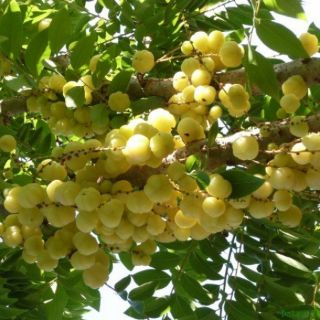 Mut chum ruot nha lam 500gr