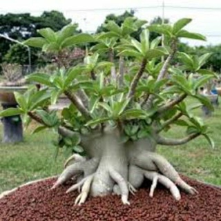 sứ kim tử tháp hơn 5 năm tuổi (gửi cây như hình7)