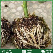 Vua ra rễ Root 999 USA , bổ sung Auxin ,NAA, IBA  SIÊU ĐẬM ĐẶC-Hàng Chính Hãng