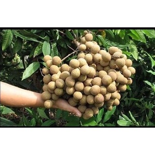 Cây Giống Nhãn Không Hạt Thái Lan (12 tháng cho trái)