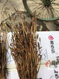 Hoa đỗ quyên ủ đông