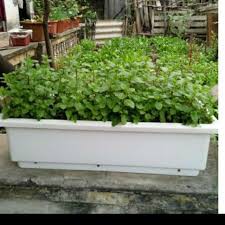 Khay thông minh trồng rau hoa ban công 67x24 cao 20cm