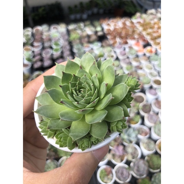 Sen đá Phật Bà Xanh Size Bầu 5cm Hư 1 Đổi 1