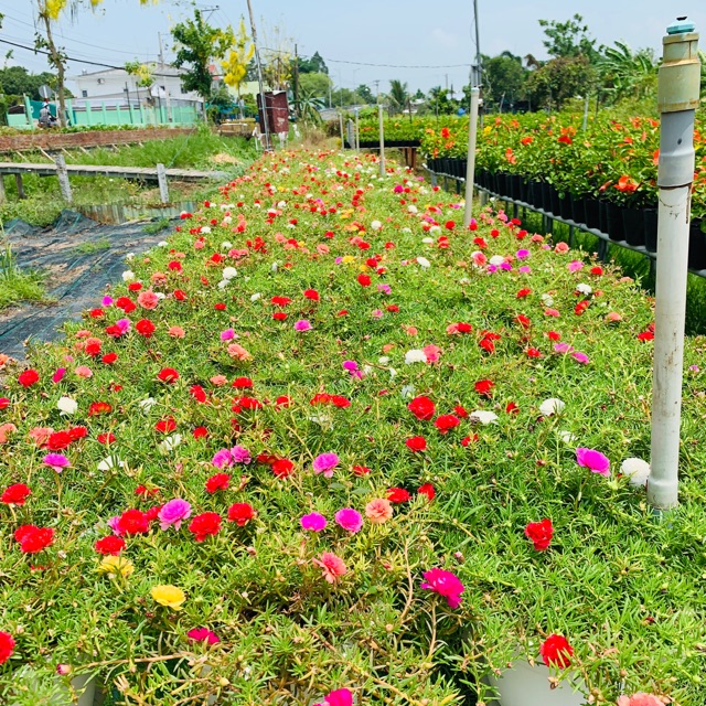 10 Cành Hoa mười giờ mixx màu
