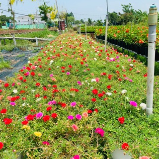 10 Cành Hoa mười giờ mixx màu