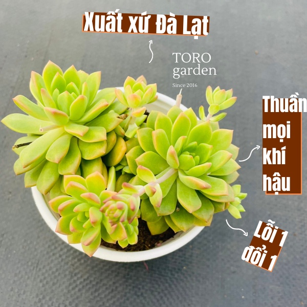 SEN ĐÁ MẶT TRỜI ĐÀ LẠT SIZE TRUNG BÌNH, SIÊU KHOẺ ĐẸP, THUẦN MỌI KHÍ HẬU, HƯ 1 ĐỔI 1