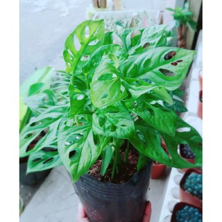Cây trầu bà lỗ - cây cảnh để bàn