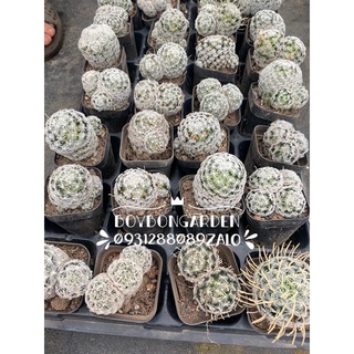 Cây xương rồng mammillaria mami Duwei