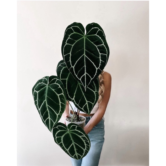 Cây Anthurium Crystallinum