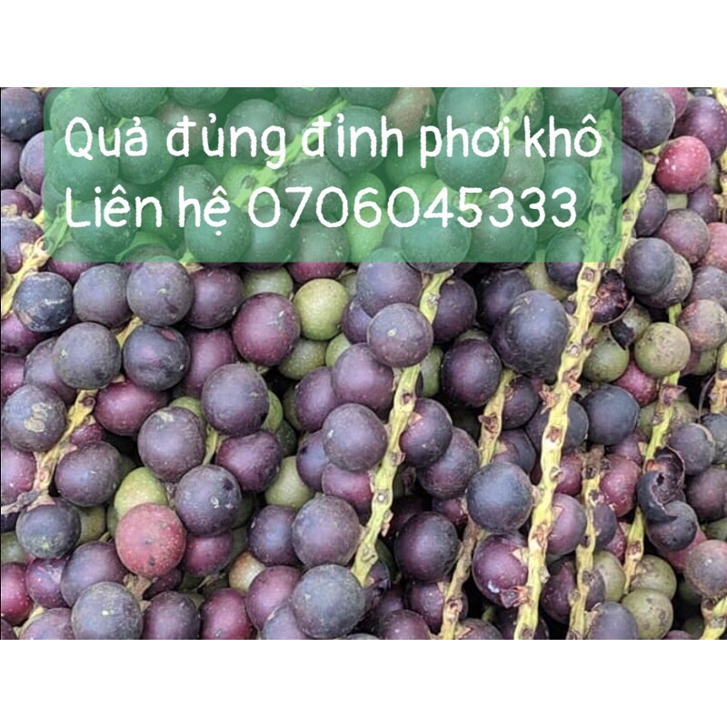 Đủng đỉnh phơi khô 1 ký