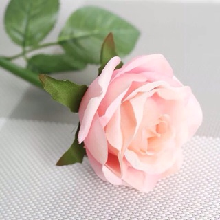 Hoa hồng màu hồng nhạt