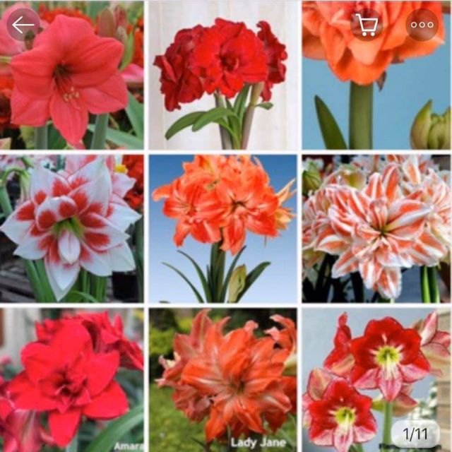 Shop Hạt Giống - Cây Giống F1