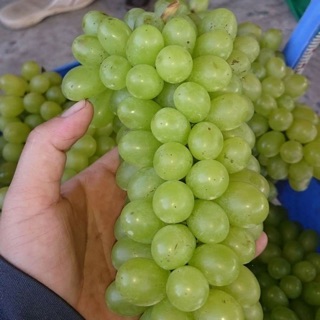 Nho xanh phan rang Ninh thuận 1kg
