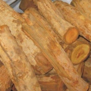 Cây mật gấu khô Sapa