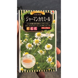 hạt giống hoa cúc thảo mộc- trà hoa cúc